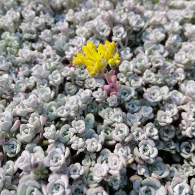 Scape Blanco Sedum