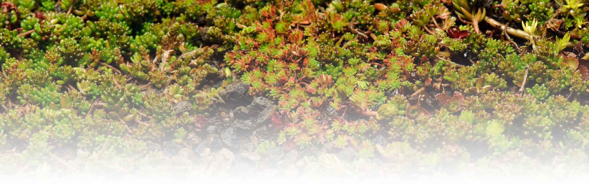 green roofs South Africa