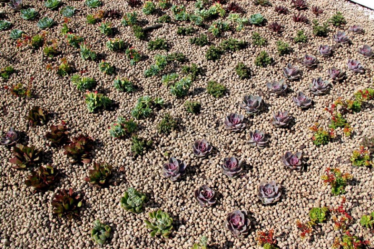 succulent green roof